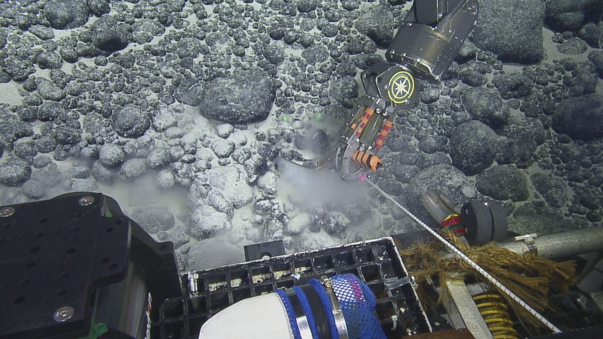 Diente de megalodón encontrado en un monte submarino inexplorado a 10.000 pies debajo de la superficie del océano -Revista Interesante