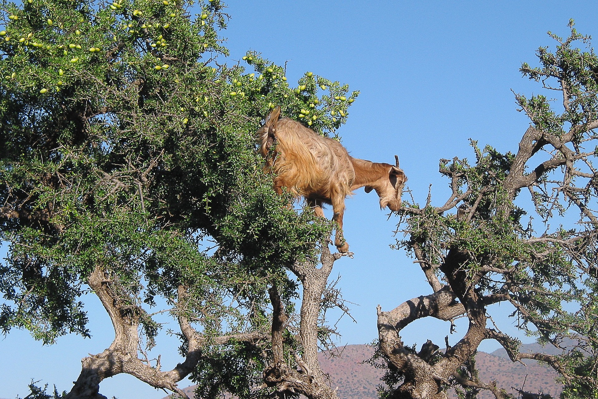 Cómo las cabras alpinas logran saltar acantilados y no caerse -Revista Interesante