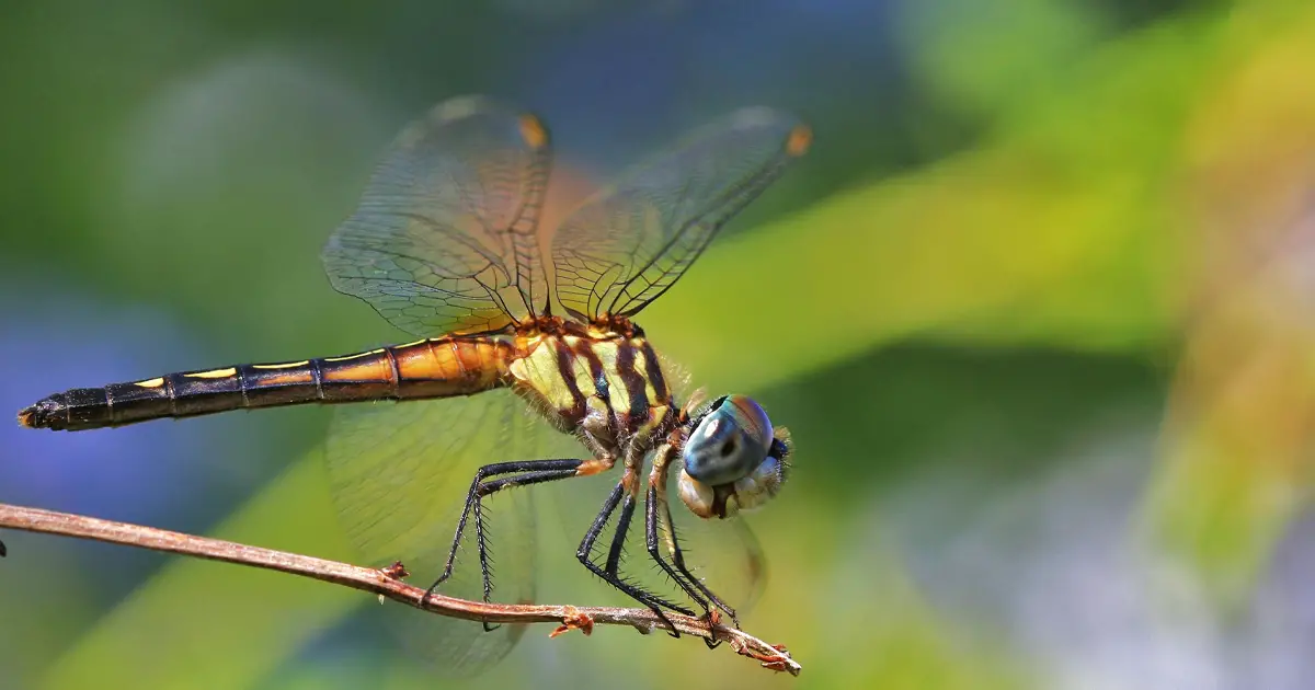 Las libélulas hembras simulan su muerte para escapar de los machos que se acercan a ellas -Revista Interesante