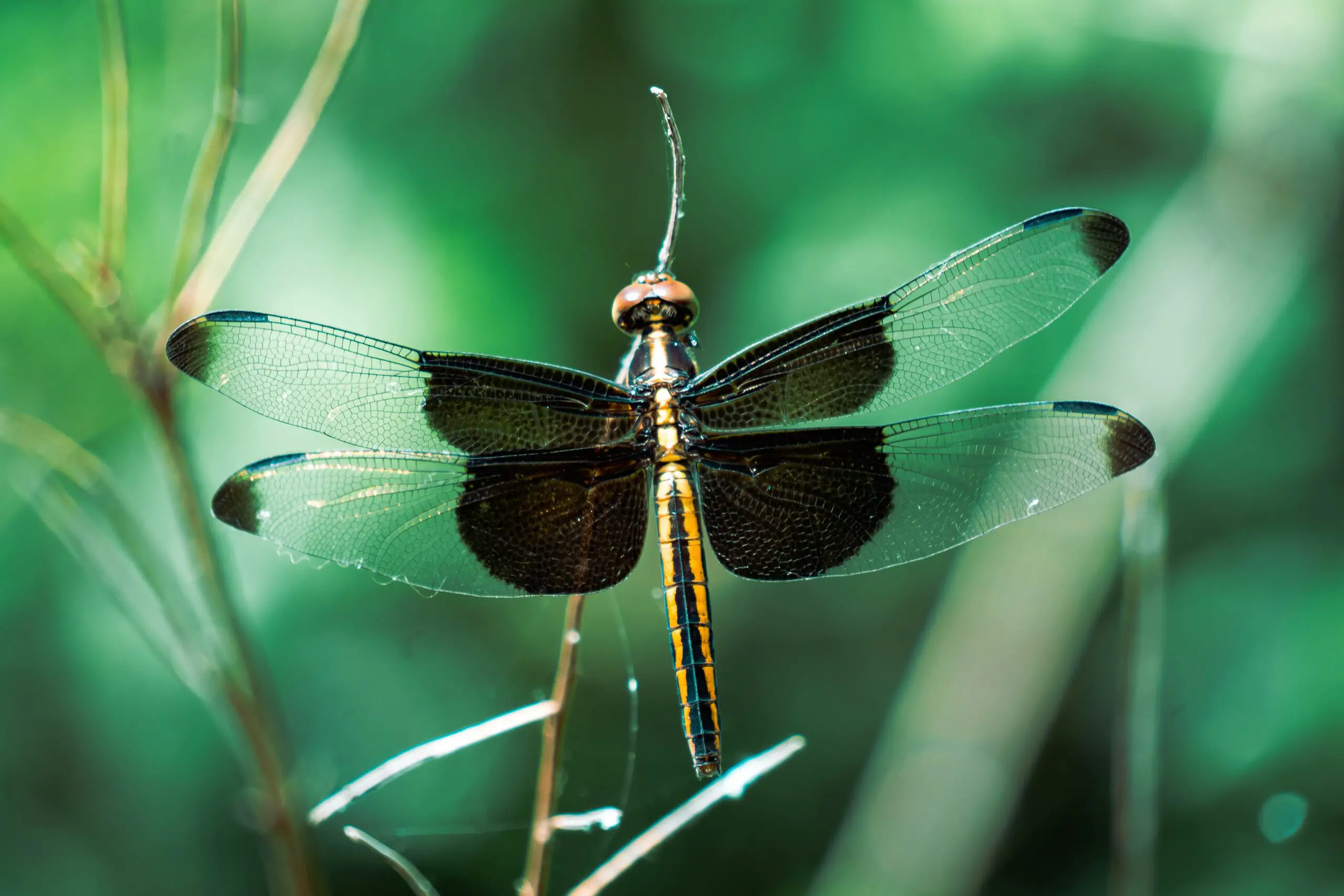 Las libélulas hembras simulan su muerte para escapar de los machos que se acercan a ellas -Revista Interesante